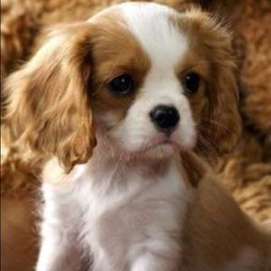 Meet your Posher, Fiona